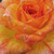 Narancssárga - Törpe - mini rózsa - Baby Darling